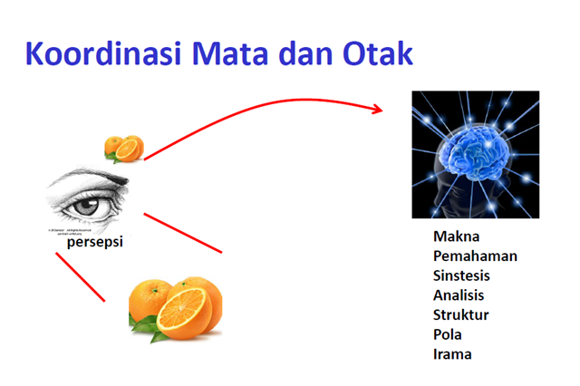 Kerjasama Mata dan Otak Dalam Proses Membaca